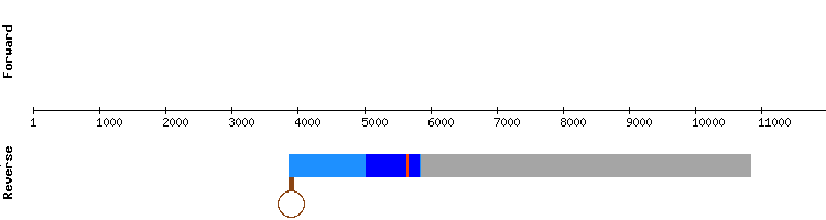 gene structure