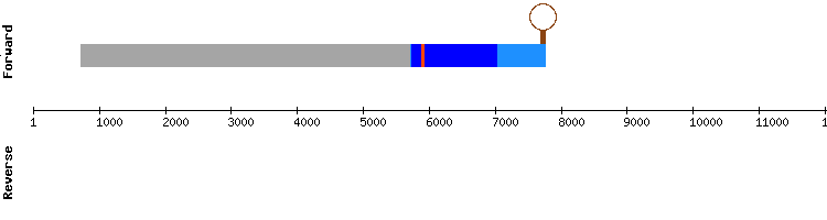 gene structure