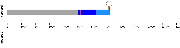 gene structure