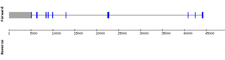 gene structure