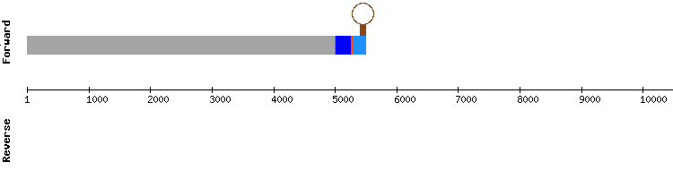 gene structure