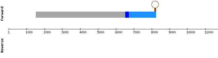 gene structure
