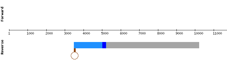 gene structure