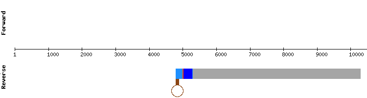 gene structure