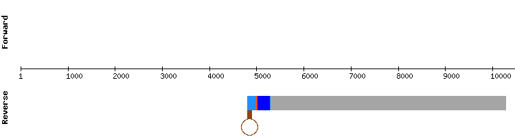 gene structure