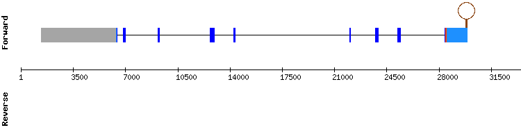 gene structure