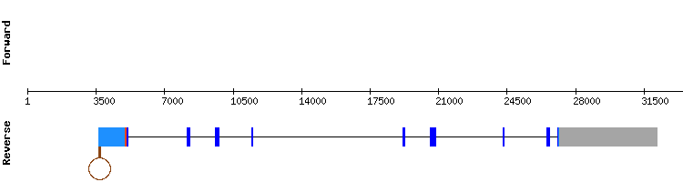gene structure