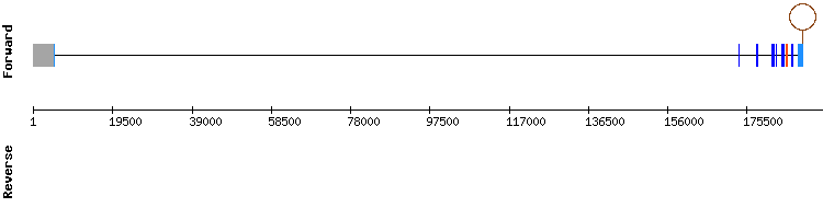 gene structure