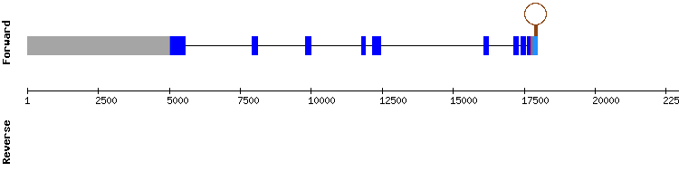 gene structure