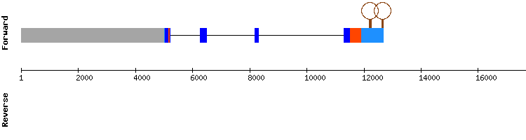 gene structure