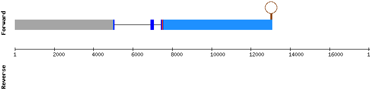 gene structure