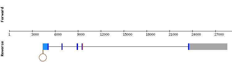 gene structure