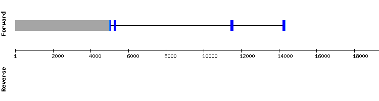 gene structure
