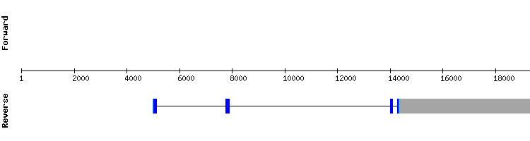 gene structure