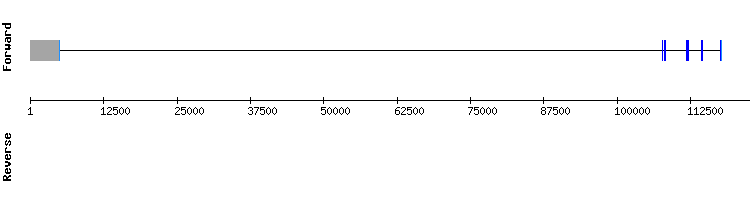 gene structure