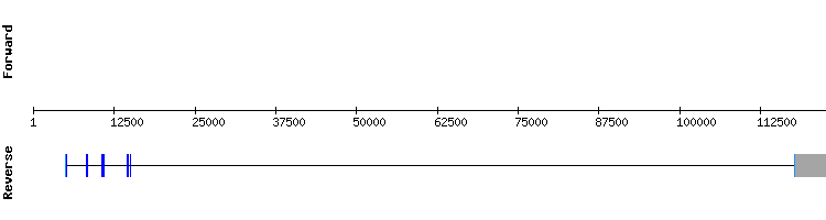 gene structure