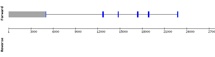 gene structure