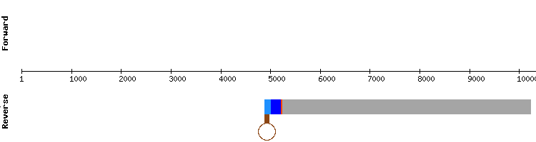 gene structure