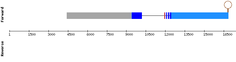 gene structure