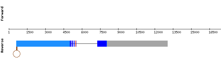 gene structure