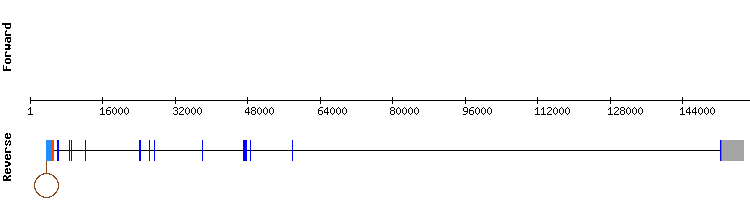 gene structure
