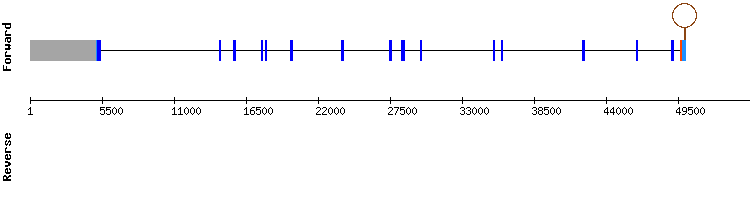 gene structure