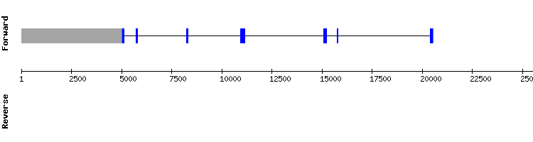 gene structure