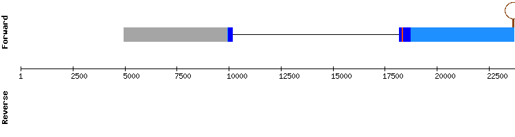 gene structure