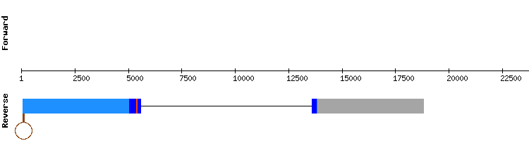 gene structure