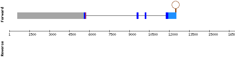 gene structure