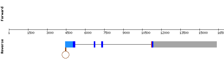 gene structure