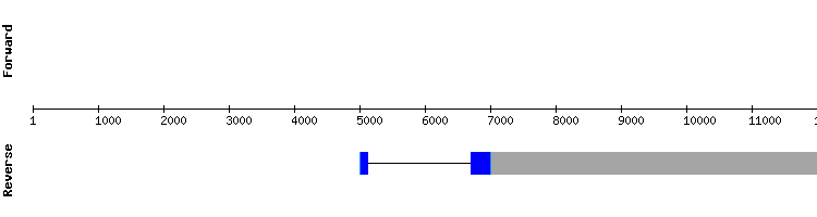 gene structure