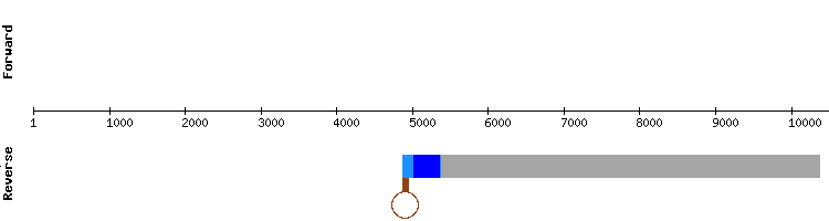 gene structure