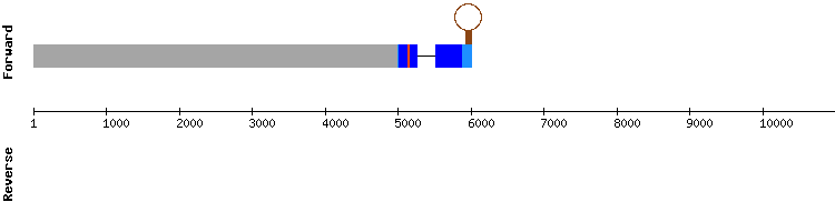 gene structure