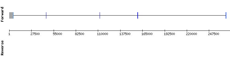 gene structure