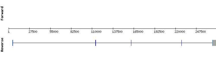 gene structure
