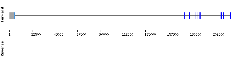 gene structure