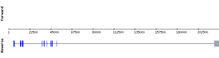 gene structure