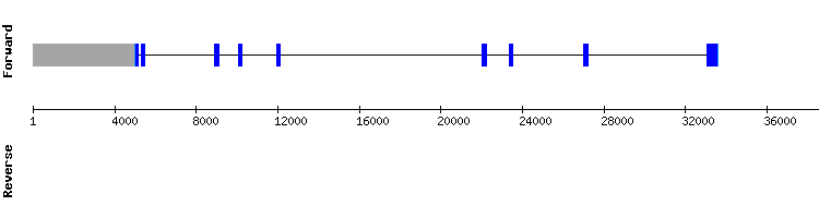 gene structure