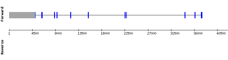 gene structure