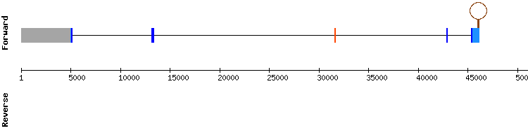 gene structure