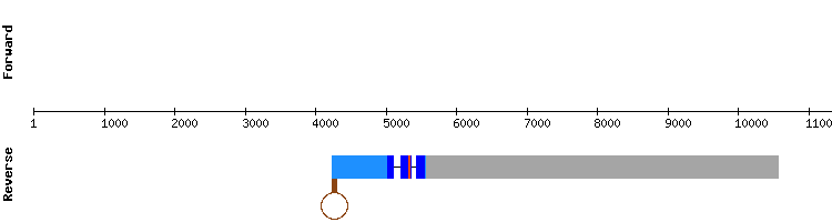 gene structure