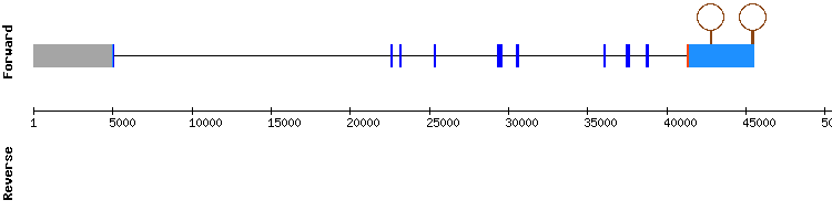 gene structure