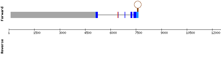 gene structure