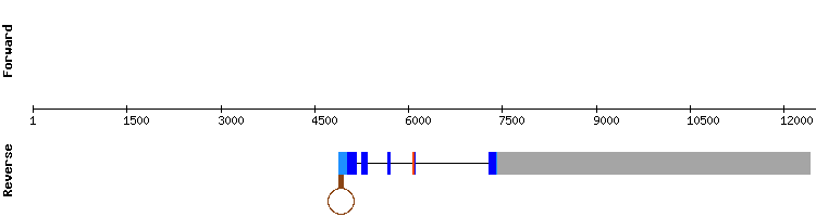 gene structure