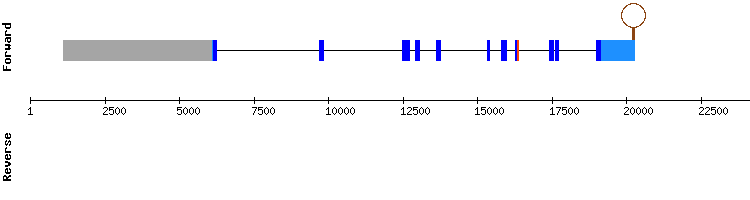 gene structure