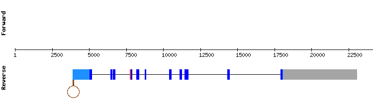 gene structure