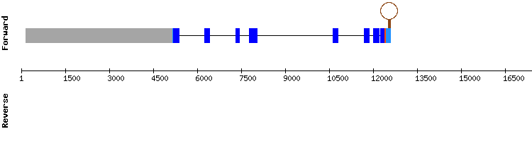 gene structure