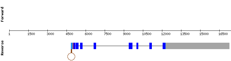 gene structure