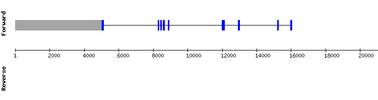 gene structure